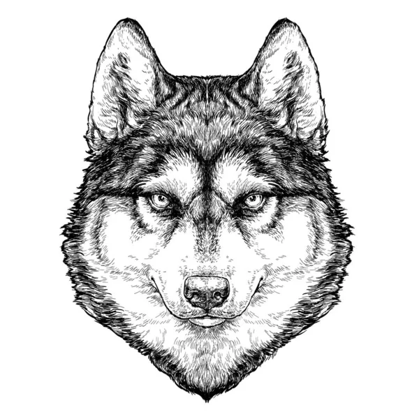 Husky Dog Portrait Vektorillustration — Stockvektor