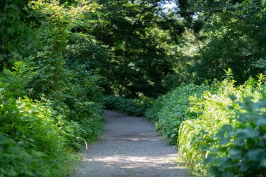 Taze yeşilliklerle dolu orman ve gezinti alanının manzara fotoğrafı.