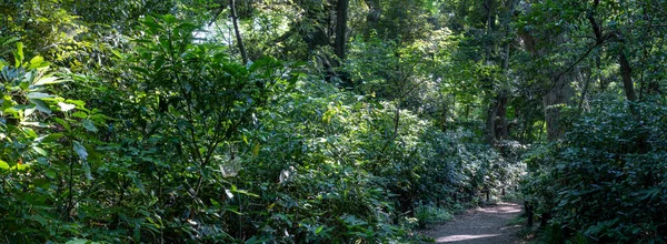 Taze yeşilliklerle dolu orman ve gezinti alanının manzara fotoğrafı.