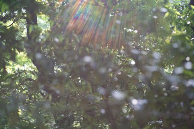 Arkaplan ışığı ve parlayan ağaçların oluşturduğu alevler