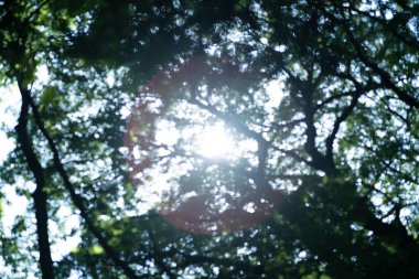 Parlak ormanı dışa odaklanmış bir ifadeyle yansıtıyor.