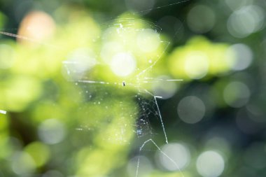 Parlak ormanı dışa odaklanmış bir ifadeyle yansıtıyor.