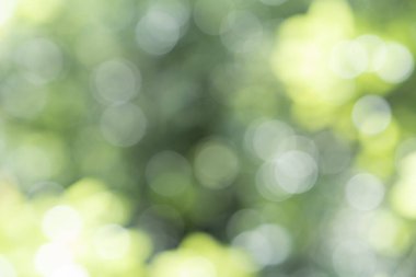 Parlak ormanı dışa odaklanmış bir ifadeyle yansıtıyor.