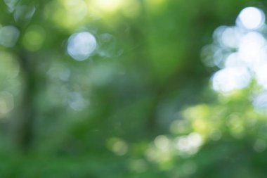 Parlak ormanı dışa odaklanmış bir ifadeyle yansıtıyor.