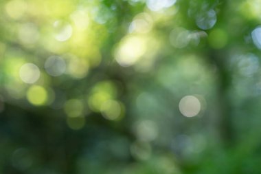 Parlak ormanı dışa odaklanmış bir ifadeyle yansıtıyor.