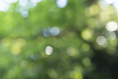 Parlak ormanı dışa odaklanmış bir ifadeyle yansıtıyor.