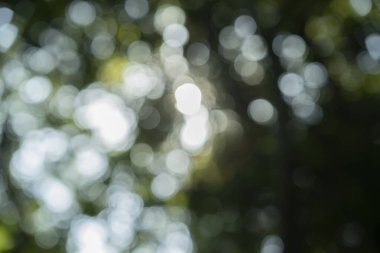 Parlak ormanı dışa odaklanmış bir ifadeyle yansıtıyor.