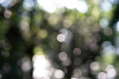 Parlak ormanı dışa odaklanmış bir ifadeyle yansıtıyor.