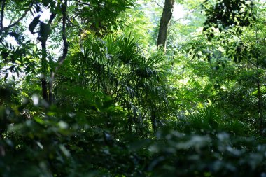 Güneşli bir günde parlak ormanın bir fotoğrafı.
