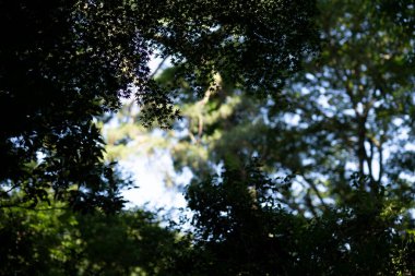 Güneşli bir günde parlak ormanın bir fotoğrafı.