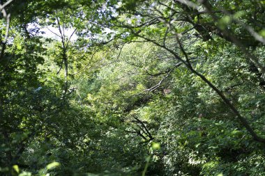 Güneşli bir günde parlak ormanın bir fotoğrafı.