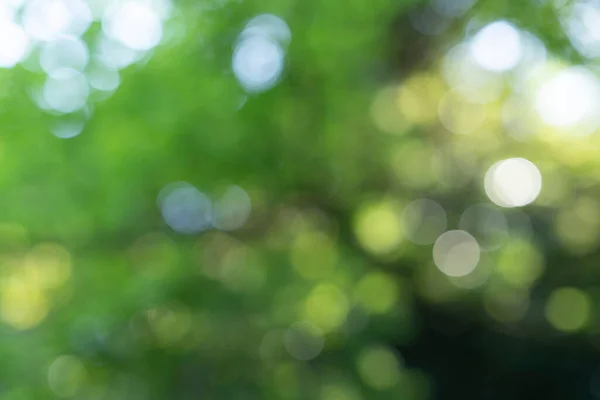 Зображення Яскравого Лісу Виразом Поза Фокусом — стокове фото