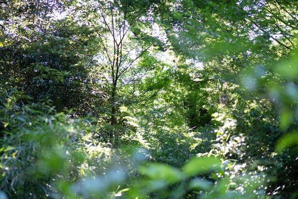 A snapshot of the bright forest on a sunny day