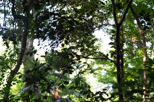 A snapshot of the bright forest on a sunny day