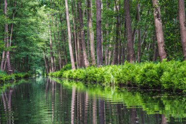 Doğu Almanya 'da, Brandenburg eyaletinde Biyosfer rezervi Spreewald ormanına (Spreewald) güzel yansımaları olan su kanalı.