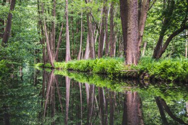 Brandenburg eyaletinde, Doğu Almanya 'da bulunan Spreewald ormanlarındaki (Spreewald) güzel su kanalı. Güzel su yansımaları.