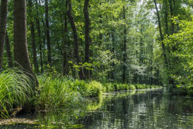 Luebbenau, Brandenburg, Almanya 'daki Biyosfer rezervi Spreewald' daki sayısız su kanallarından biri.
