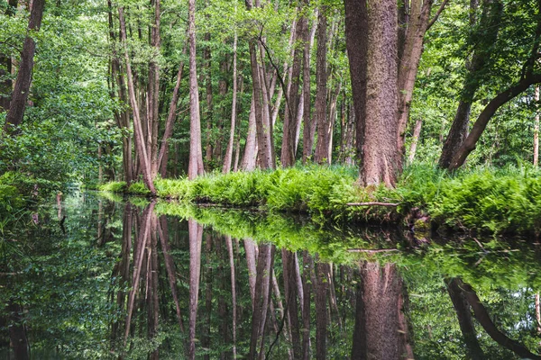 Bellissimo Canale Acqua Nella Riserva Bisfera Foresta Sprea Spreewald Nella — Foto Stock