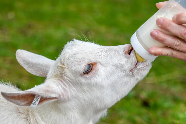 Jonge Geit Wordt Gevoed Met Melk Uit Een Babyfles Door — Stockfoto