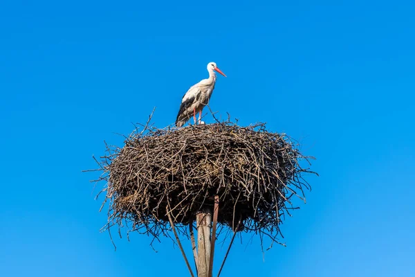 美しい青い夏の空に彼の巣の上にコウノトリ コピースペース付き — ストック写真