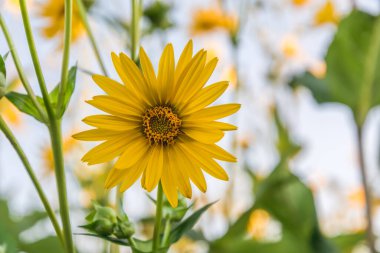 Sarı bitki çiçeği (silphium perfoliatum), yakın plan.