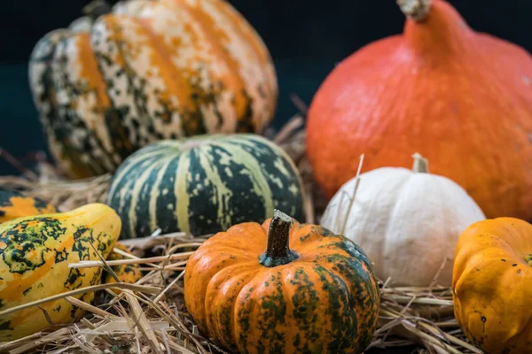 Saman ve ahşap üzerinde çeşitli süslü ve süslü balkabakları. Sonbahar dekorasyon kavramı.