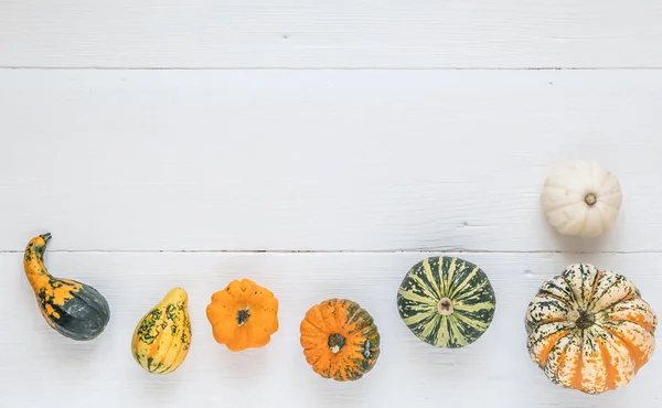 Colorful little pumpkins on a white wood with copy space. Banner for own text. Halloween, autumn, thanksgiving concept.