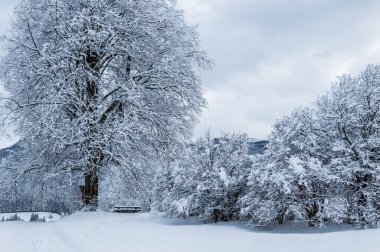 Büyük karlı yaprak döken ağaç, karlı çalılar ve kış manzarasında bir bank, tek renkli renkler..