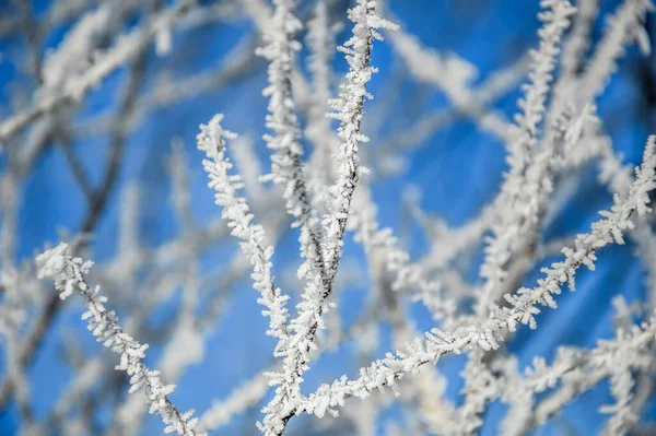 Szekrény Ágak Friss Kék Háttérben Szelektív Fókusz — Stock Fotó