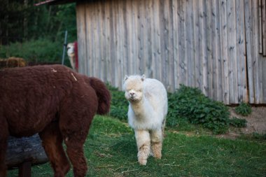 Evcil alpaka-ebilmek var olmak fed elden
