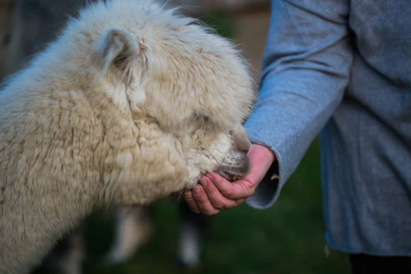 Alpaka Kann Aus Der Hand Gefüttert Werden — Stockfoto