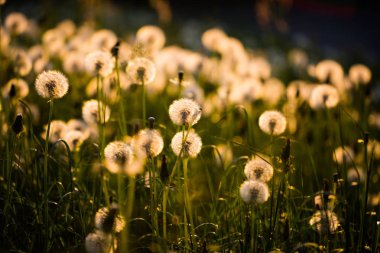 Karahindiba, şanslı çekicilik sahada