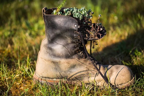 Alter Schuh Auf Der Wiese Mit Blumen Bepflanzt — Stockfoto
