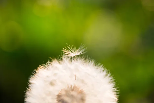 Löwenzahn Glücksbringer Auf Dem Feld — Stockfoto