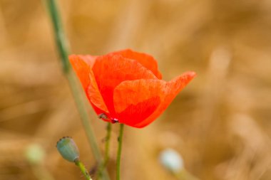 Haşhaş buğday alanında, Güneş