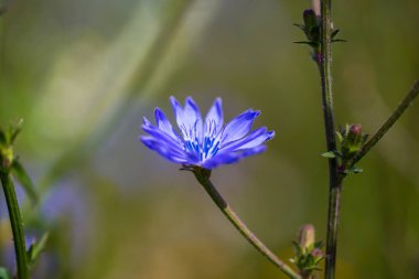 yaz, çayır peygamber çiçeği
