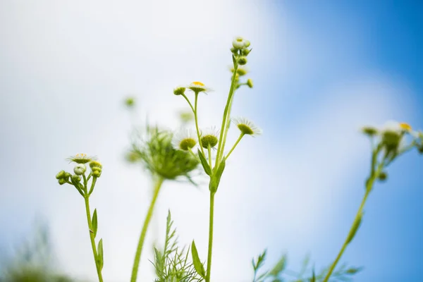 牧草地の野生の花 — ストック写真