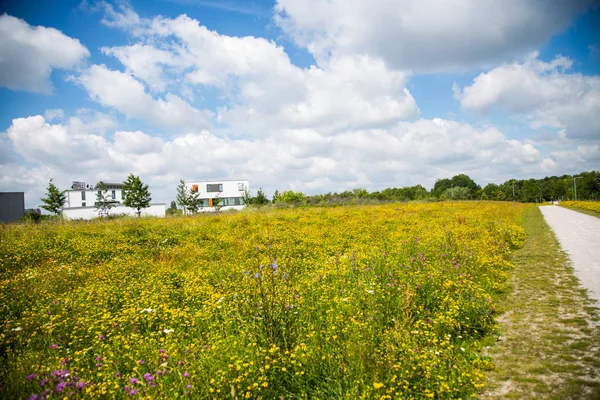 Tazminat alan yeni geliştirme alanında kır çiçeği çayır