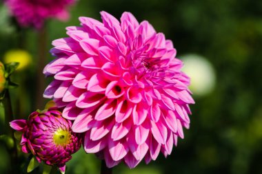 Dahlia alan, dahlia alanında, pembe dahlia, kendiniz için çiçek almak
