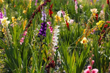 Kılıç çiçeği kendine, Seç alanında kendini kesmek