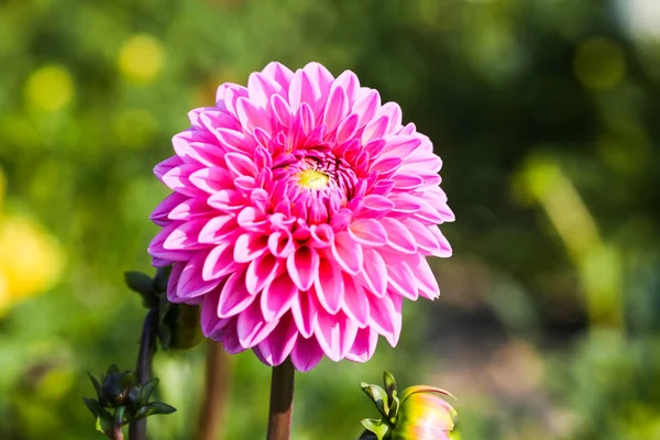 Dahlia field, dahlia in the field, pink dahlia, pick flowers for yourself