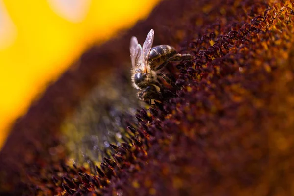 Guêpe Sur Tournesol Allergie Allergie Pollen — Photo