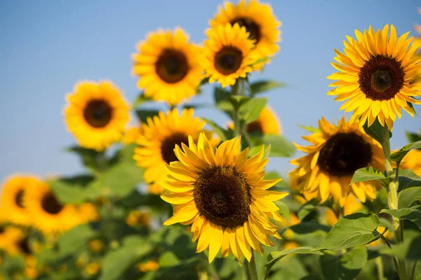 Girasoles Campo Girasoles Flores Para Recoger — Foto de Stock