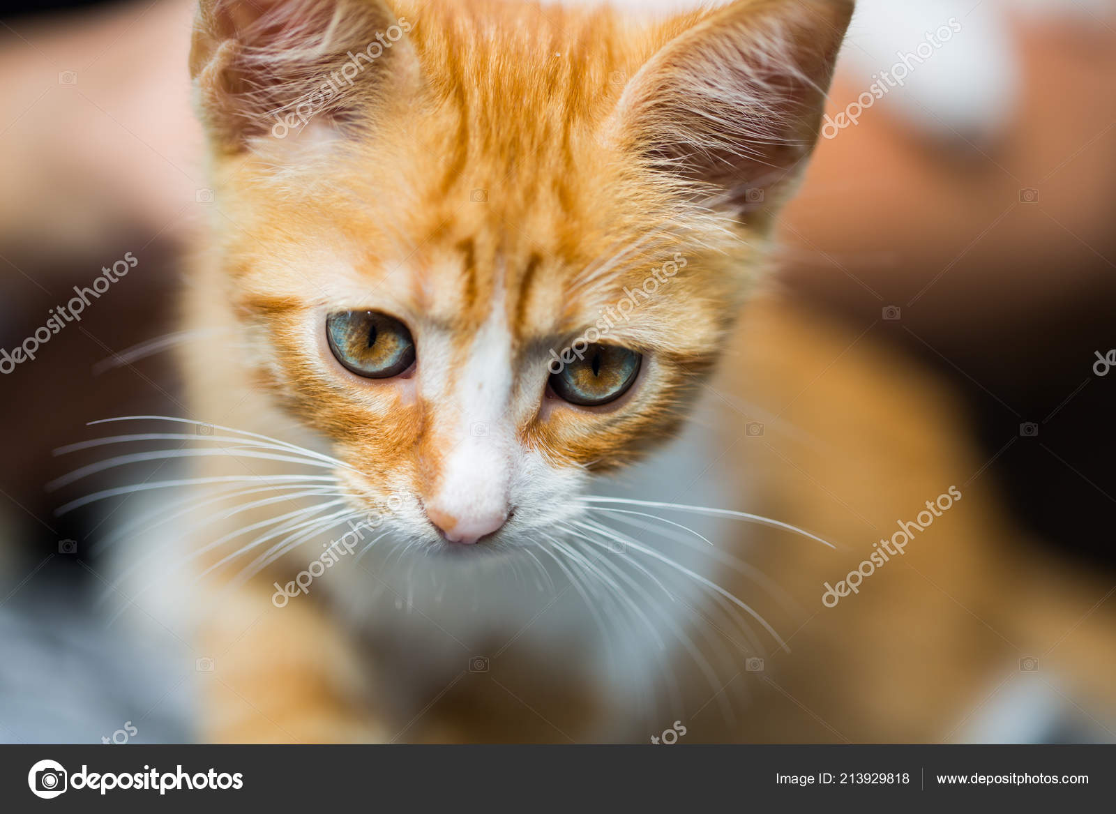 Chat Bebe Rouge Visage Bebe Chat Rouge Portrait Chat Image Libre De Droit Par Munich1 C