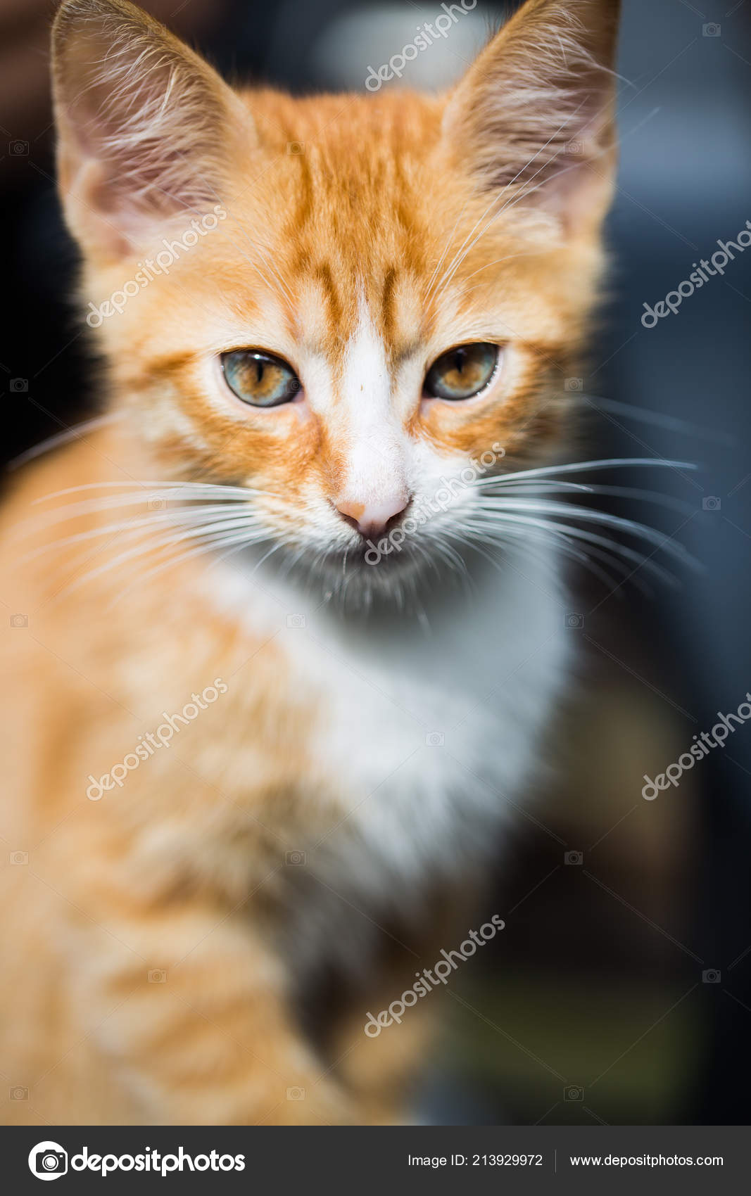 Chat Bebe Rouge Visage Bebe Chat Rouge Portrait Chat Image Libre De Droit Par Munich1 C Chat Bebe Rouge Visage Bebe Chat Rouge Portrait Chat Image Libre De Droit Par Munich1 C
