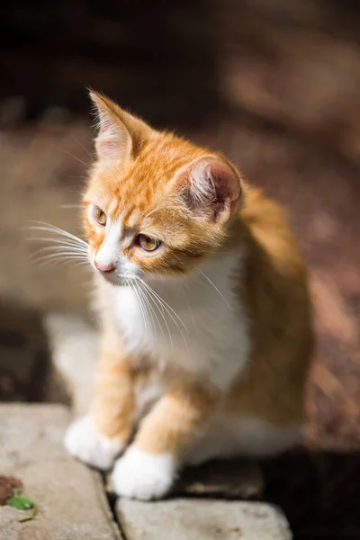 Süße Rote Katze Katzenporträt — Stockfoto