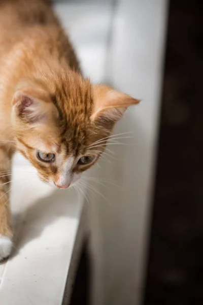 baby cat climbing, small animal