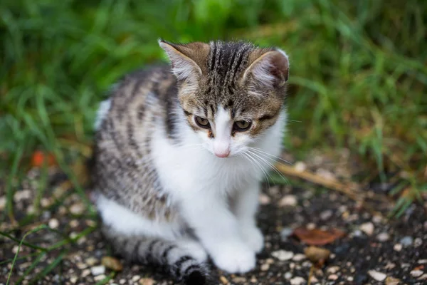 Pequeño Bebé Gato Sentado Prado — Foto de Stock