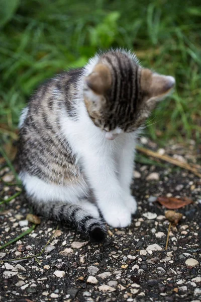 Katzenbaby Schaut Herunter Trauriger Blick — Stockfoto