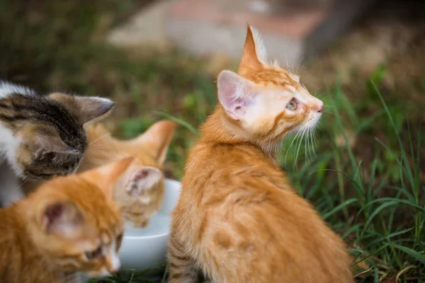 Gatos Jóvenes Alrededor Tazón Agua — Foto de Stock